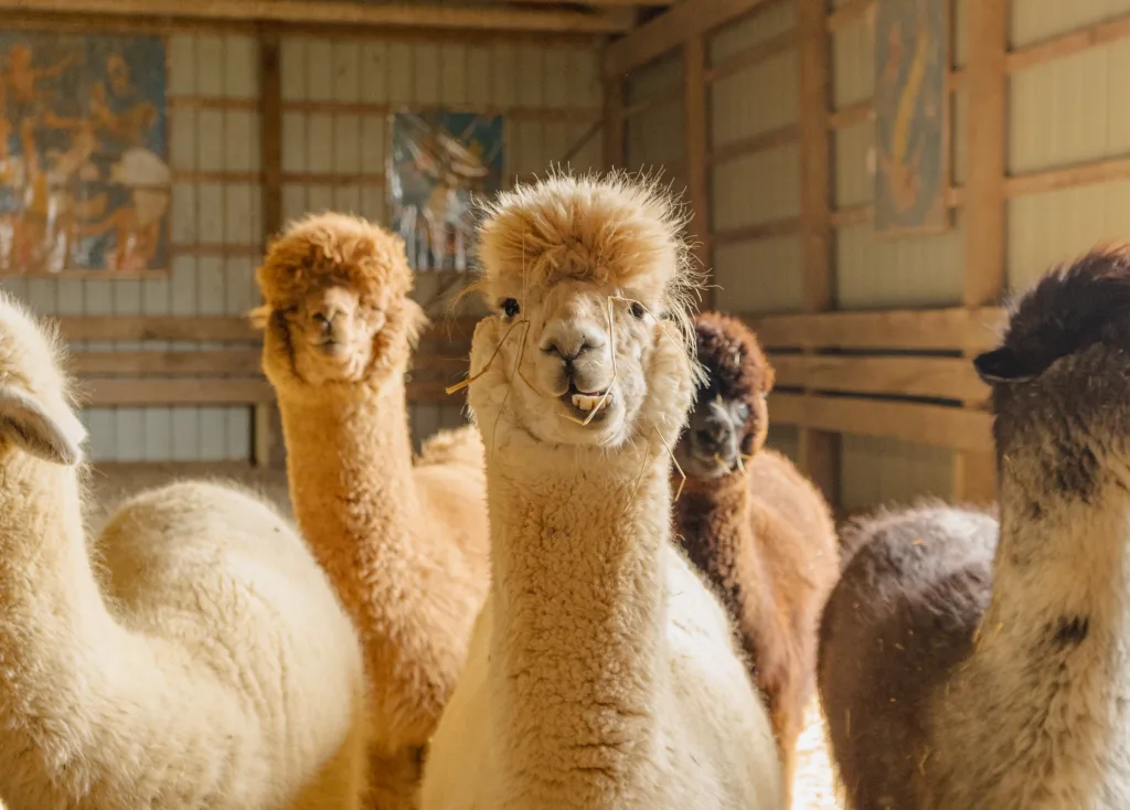 Peru farm shares the ‘magic’ of alpacas